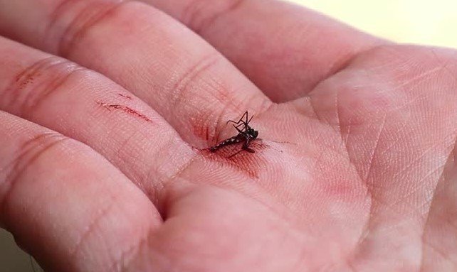 chikungunya-virus-mosquito-bite