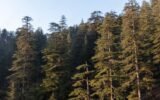 deodar forest uttarakhand
