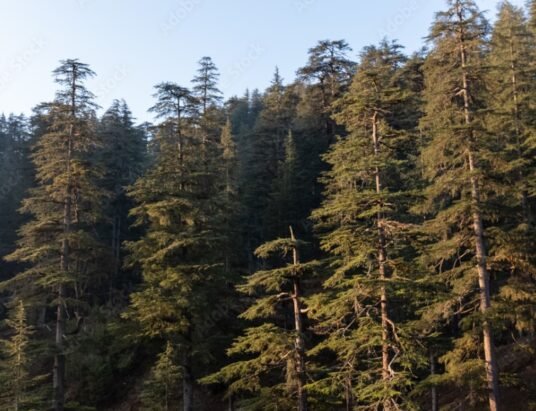 deodar forest uttarakhand