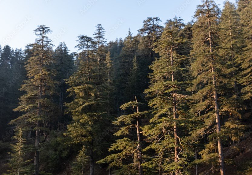 deodar forest uttarakhand
