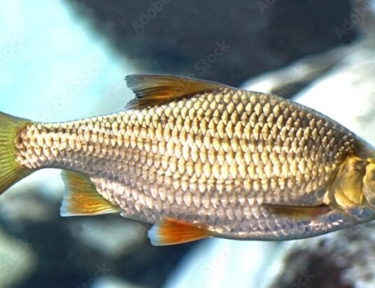 gold scaled fish