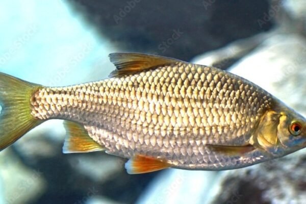 gold scaled fish