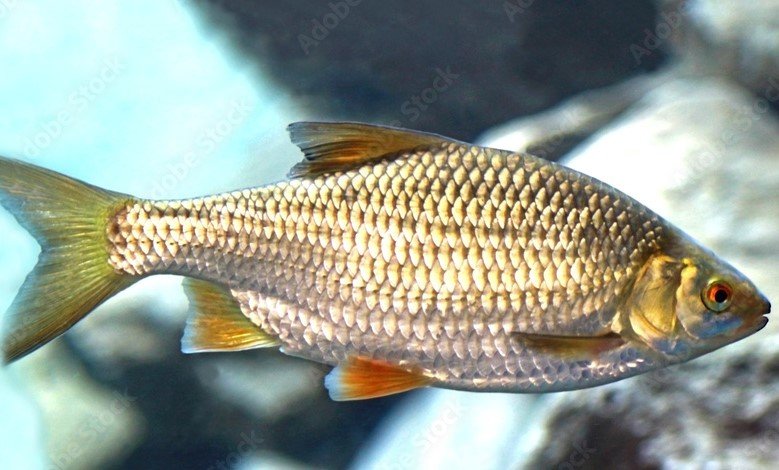 gold scaled fish