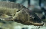 lake sturgeon fish coosa river georgia