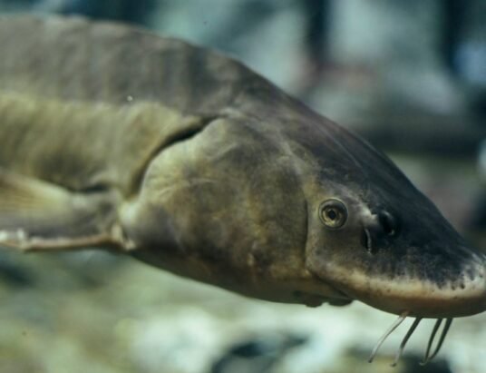 lake sturgeon fish coosa river georgia