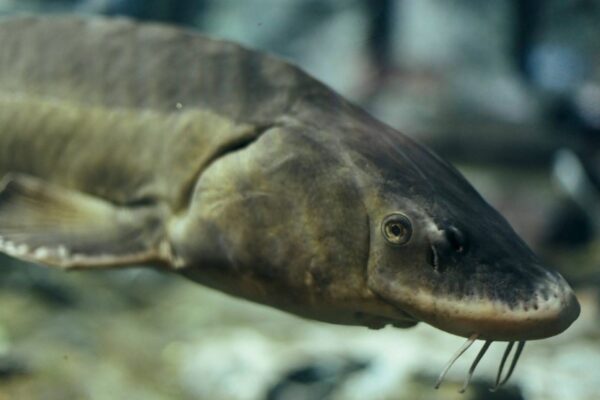 lake sturgeon fish coosa river georgia