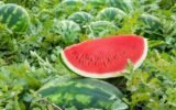 watermelon farm georgia