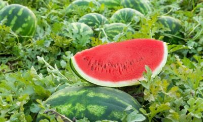 Georgia Town Crowned Watermelon Capital by Southern Living