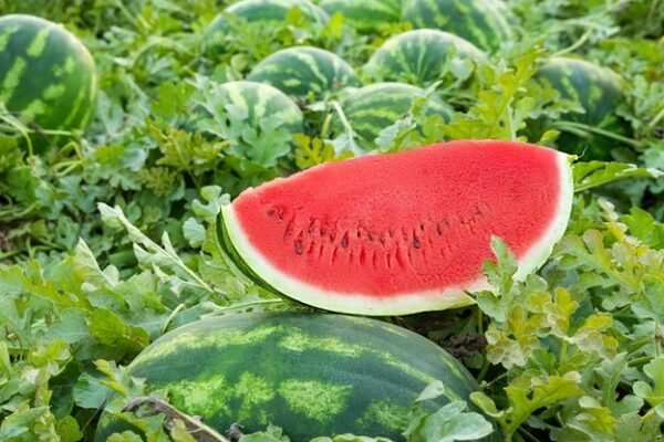 watermelon farm georgia