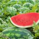Georgia Town Crowned Watermelon Capital by Southern Living