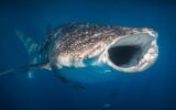 whale shark aquarium