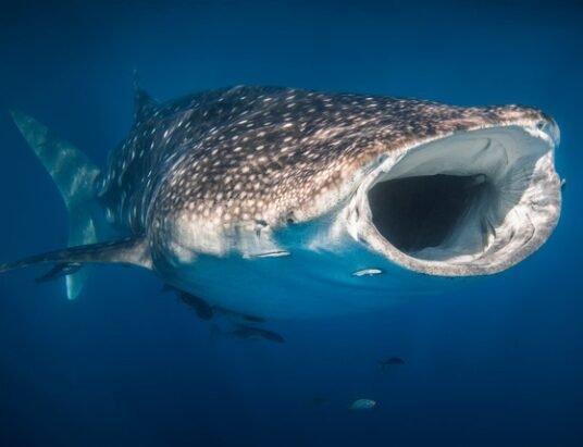 whale shark aquarium