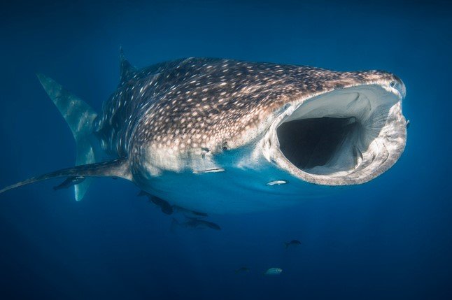 whale shark aquarium