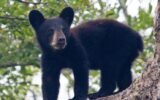 Georgia black bear cubs