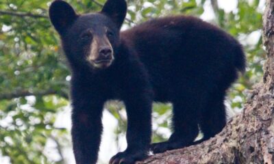 Mama Black Bear With Four Cubs Turns Heads in Georgia’s Blue Ridge
