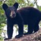 Mama Black Bear With Four Cubs Turns Heads in Georgia’s Blue Ridge