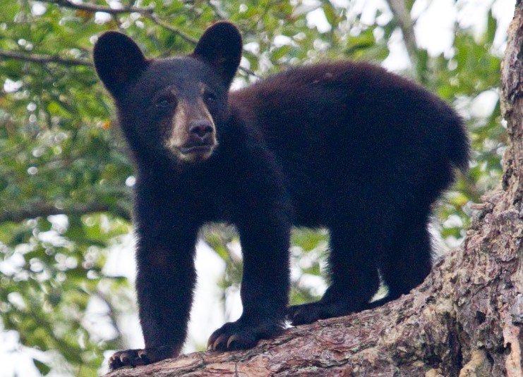 Georgia black bear cubs