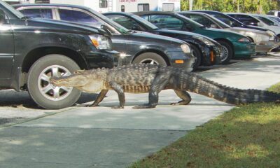 Alligator Captured at Macon McDonald's