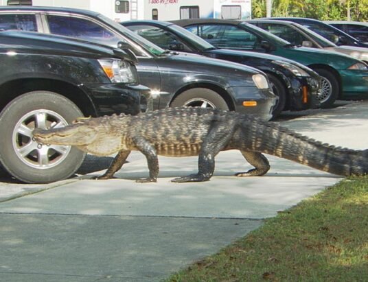 alligator in parking lot