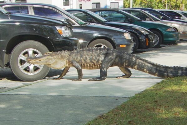 alligator in parking lot