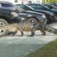 Alligator Captured at Macon McDonald's