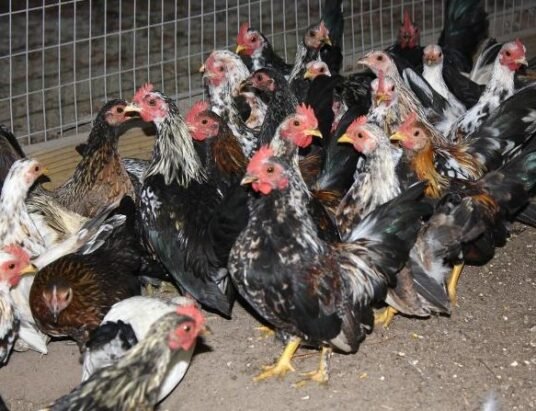 bird flu outbreak