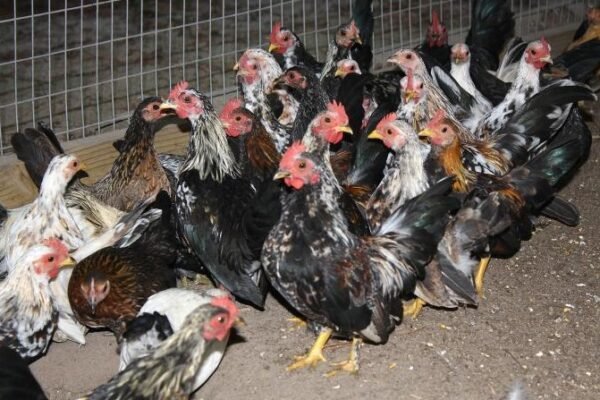 bird flu outbreak