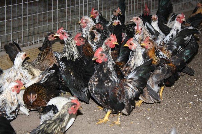 bird flu outbreak