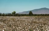 cotton field