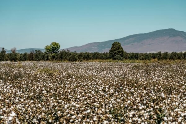 cotton field