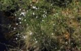 cotton field in georgia with pest damage