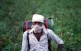 cotton field pest