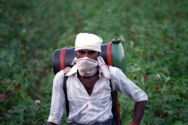 cotton field pest