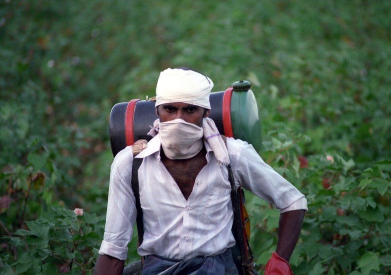 cotton field pest