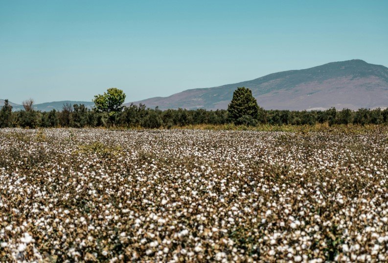 cotton field