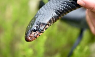 Georgia's Longest Snake Hits 9 Feet and Devours Prey