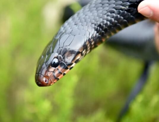 eastern indigo snake