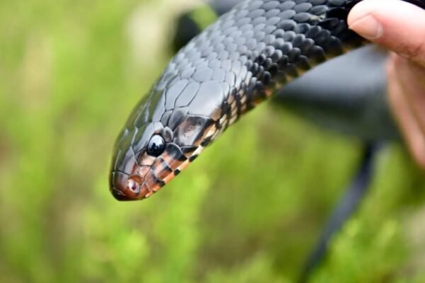eastern indigo snake