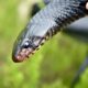 Georgia's Longest Snake Hits 9 Feet and Devours Prey