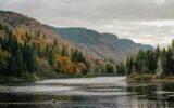 forest river landscape