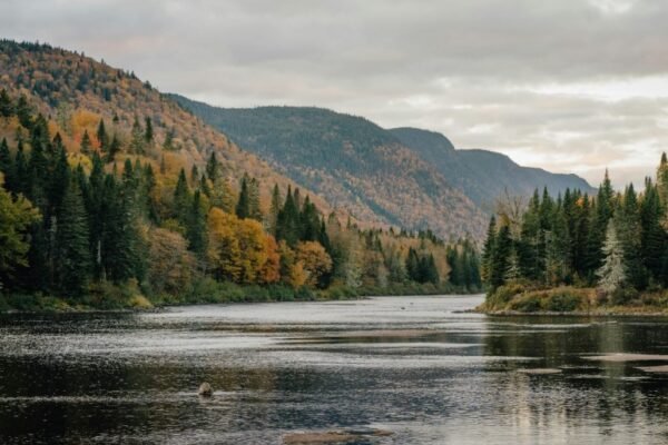 forest river landscape