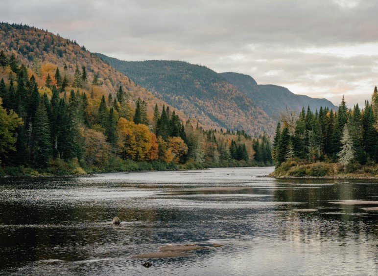 forest river landscape