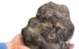 fossilized feces
