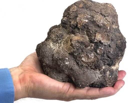 fossilized feces