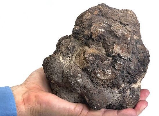 fossilized feces