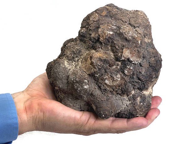 fossilized feces