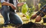 georgia farmland tree planting