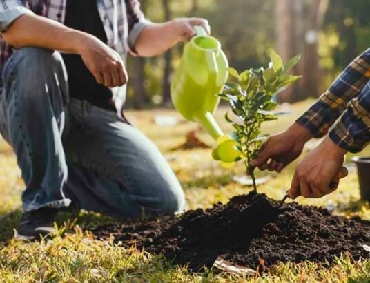 georgia farmland tree planting