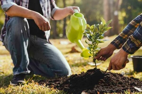 georgia farmland tree planting
