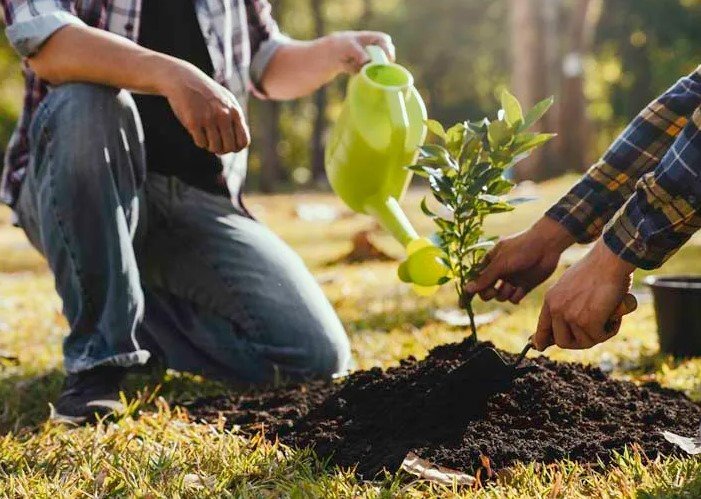 georgia farmland tree planting